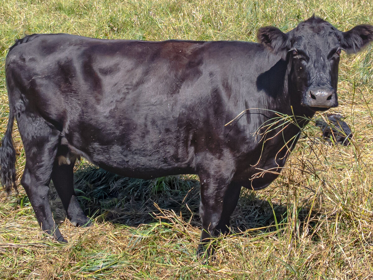 A black cow standing calmly in a dry grass pasture