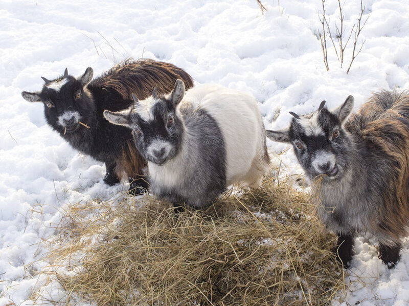 Three young goats on a pile of hay