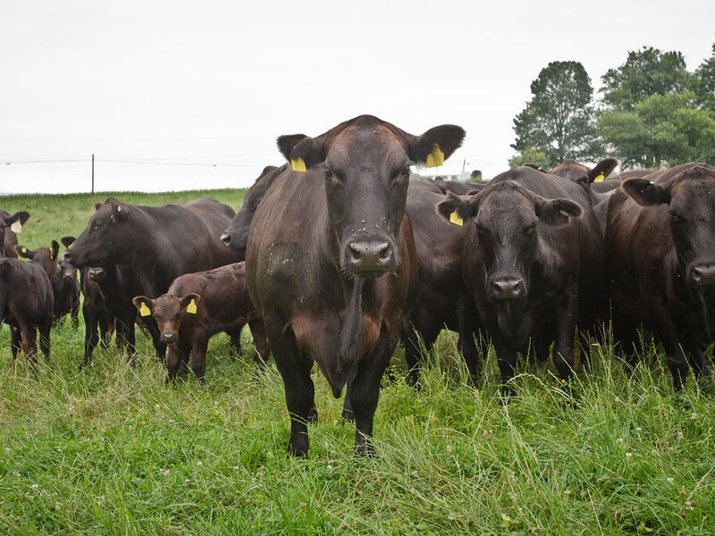 A herd of black cattle in a pasture