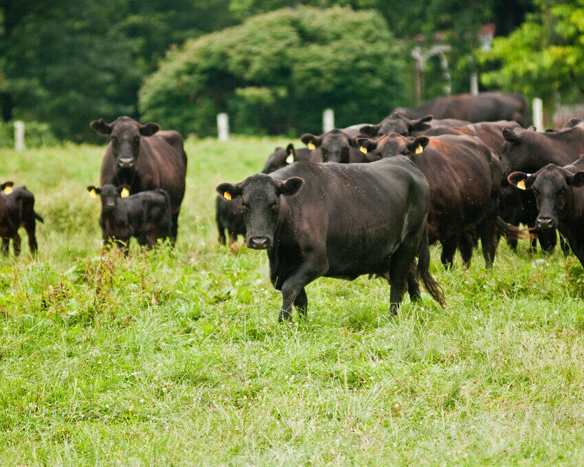 Black Angus cattle grazing in a green pasture
