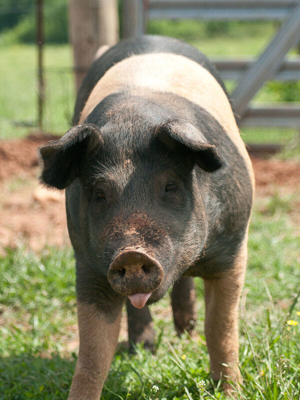 A black and white pig standing in a grassy pen